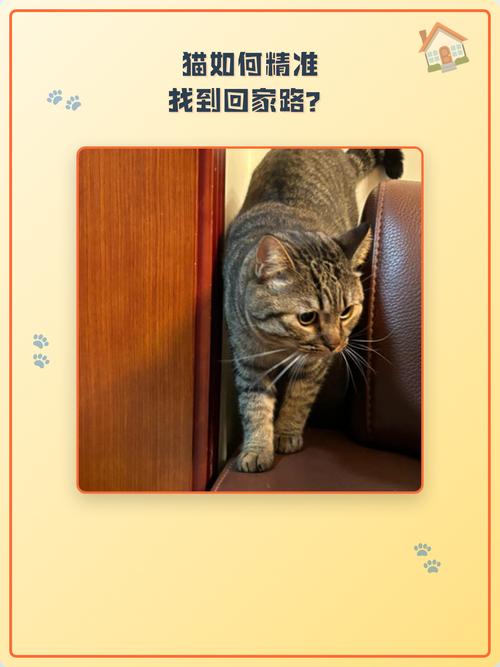 猫会认得回家的路吗，我家橘猫12公里回家，真厉害！