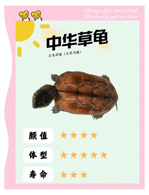 乌龟俗称叫什么，王八从乌龟别称变骂人话的由来