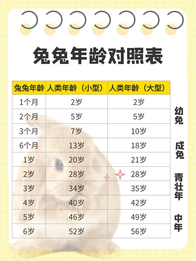 宠物兔寿命，养兔子需耐心陪伴，收获美好时光