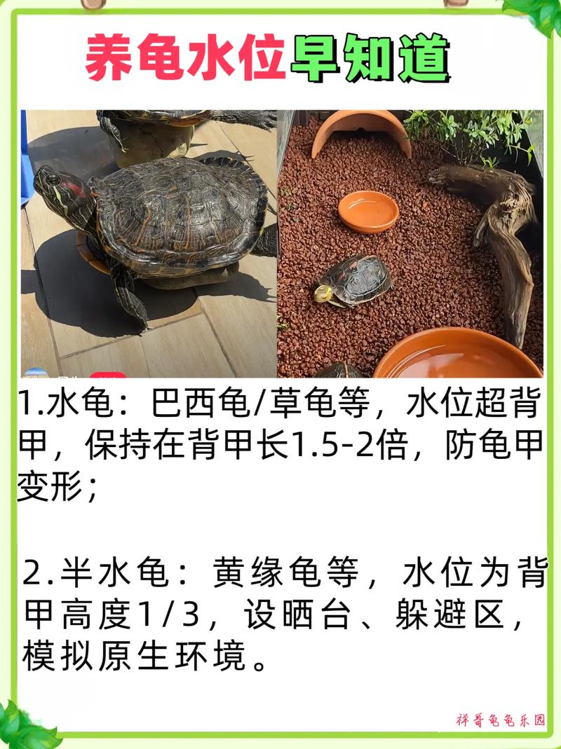 养乌龟要放水里养吗,乌龟养好,水深水浅要得当 养乌龟要放水里养吗,乌龟养好,水深水浅要得当
