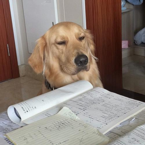狗狗看书，狗狗沉迷看书太认真！太治愈了！