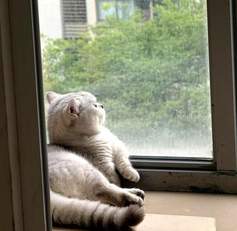 猫圈养久了会疯吗，养猫是束缚还是关爱？短时间笼养可，别太久！