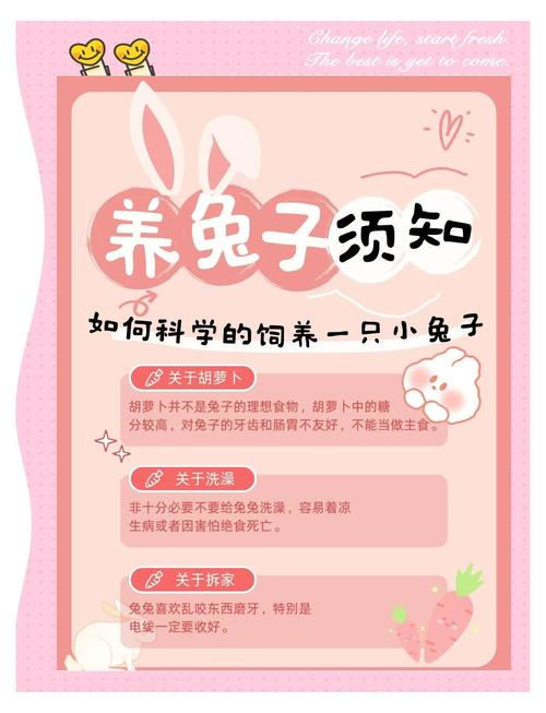 小兔子饲养注意事项，选对品种，备好用品，科学喂养，细心护理