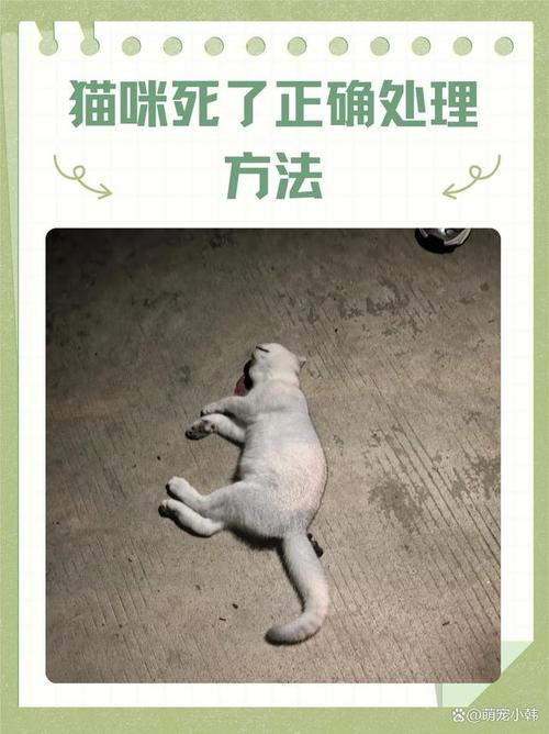 你以为猫死了但是没死，生命力惊人！