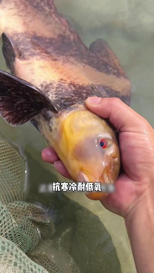 胭脂鱼是清洁鱼吗,颜值担当,不是万能清洁工 胭脂鱼是清洁鱼吗,颜值担当,不是万能清洁工