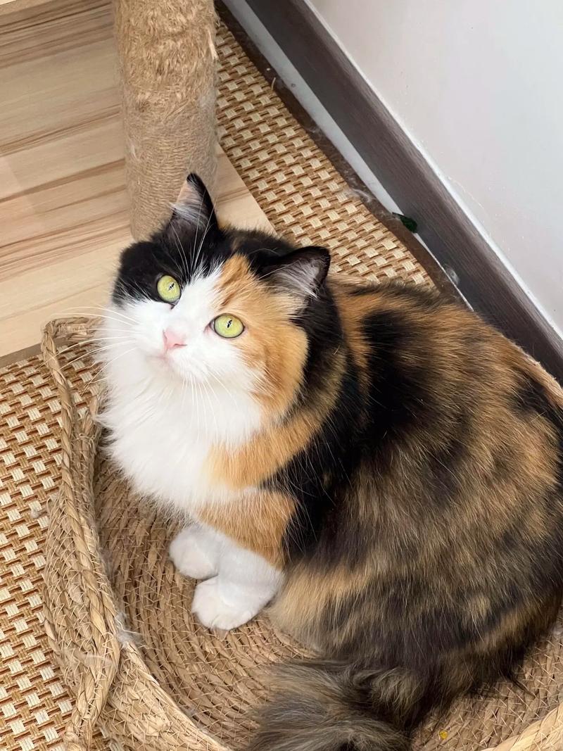 我家三花猫梨型身材超可爱，纯胖小可爱！
