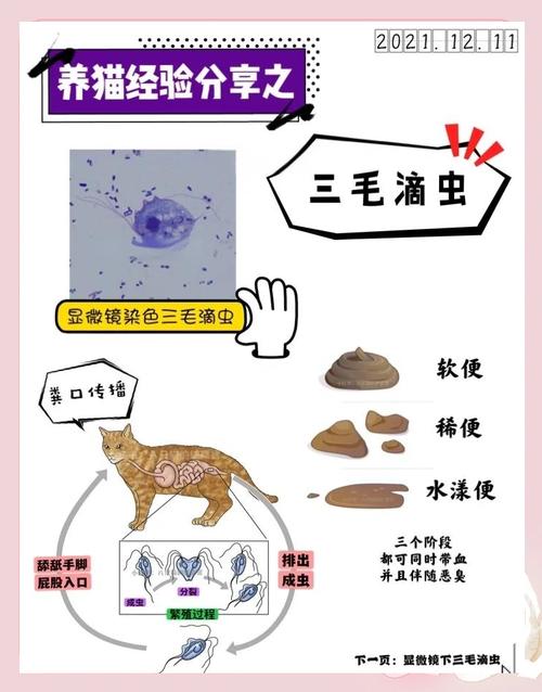 猫的粪便有细菌传染吗,孕妇养猫没问题,科学喂养更安心 猫的粪便有细菌传染吗,孕妇养猫没问题,科学喂养更安心