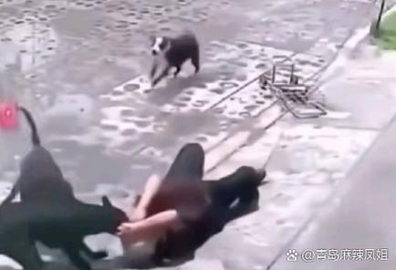 咬人泰迪被吊起来打,养宠图个乐,科学爱宠别虐待 咬人泰迪被吊起来打,养宠图个乐,科学爱宠别虐待