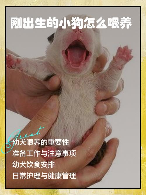 刚出生两三个月的小狗狗吃什么，母乳羊奶粉辅食狗粮，健康成长！