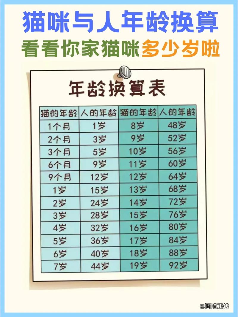猫的6年等于人的多岁，猫活多久？养猫时间对照表