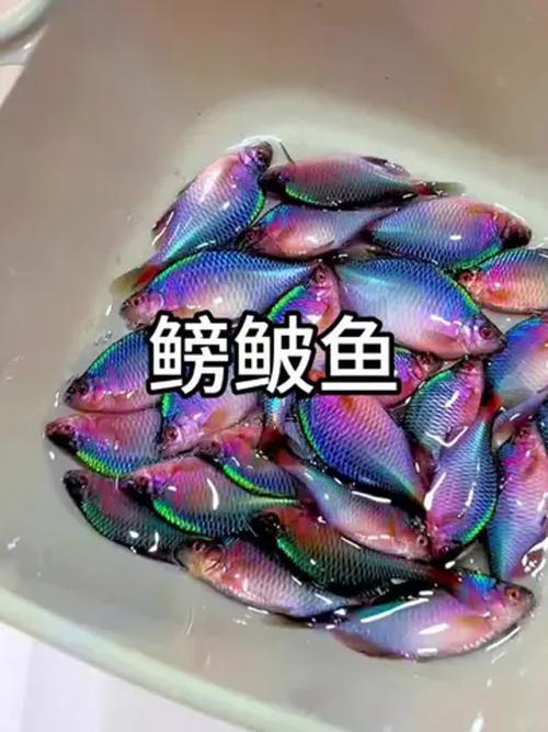 鳑鲏鱼七天不喂食会死吗，适度喂食，健康活泼