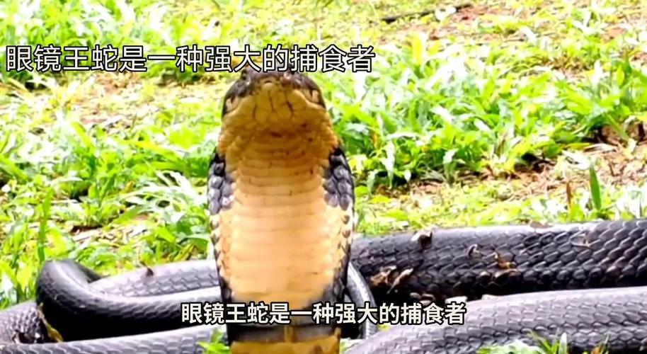 大王蛇是二级保护吗，生态益虫，需关注栖息地