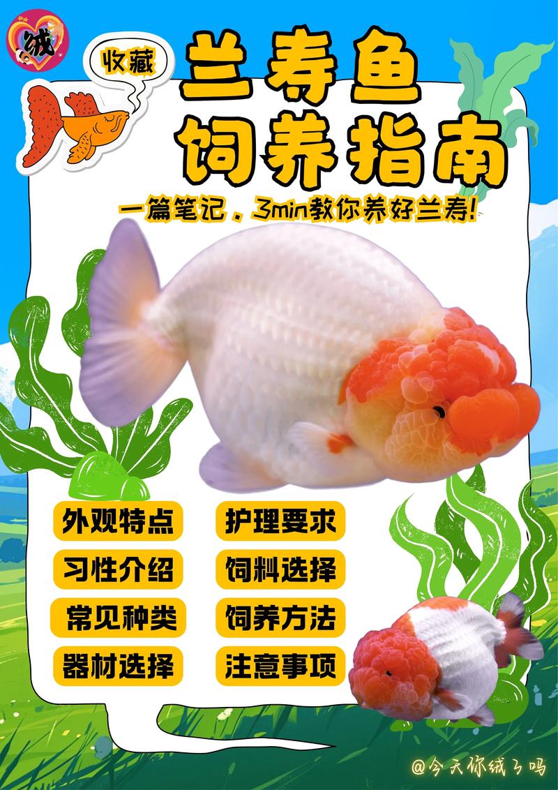80厘米水深能养金鱼吗,养金鱼多深水合适?看水深,鱼状态不同! 80厘米水深能养金鱼吗,养金鱼多深水合适?看水深,鱼状态不同!