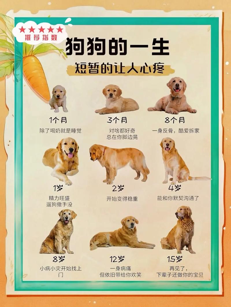 狗繁殖时间,狗狗发情怀孕注意事项 狗繁殖时间,狗狗发情怀孕注意事项