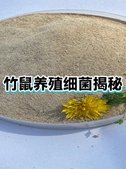 竹鼠养殖100只利润是多少,泸州竹鼠养殖致富经 竹鼠养殖100只利润是多少,泸州竹鼠养殖致富经