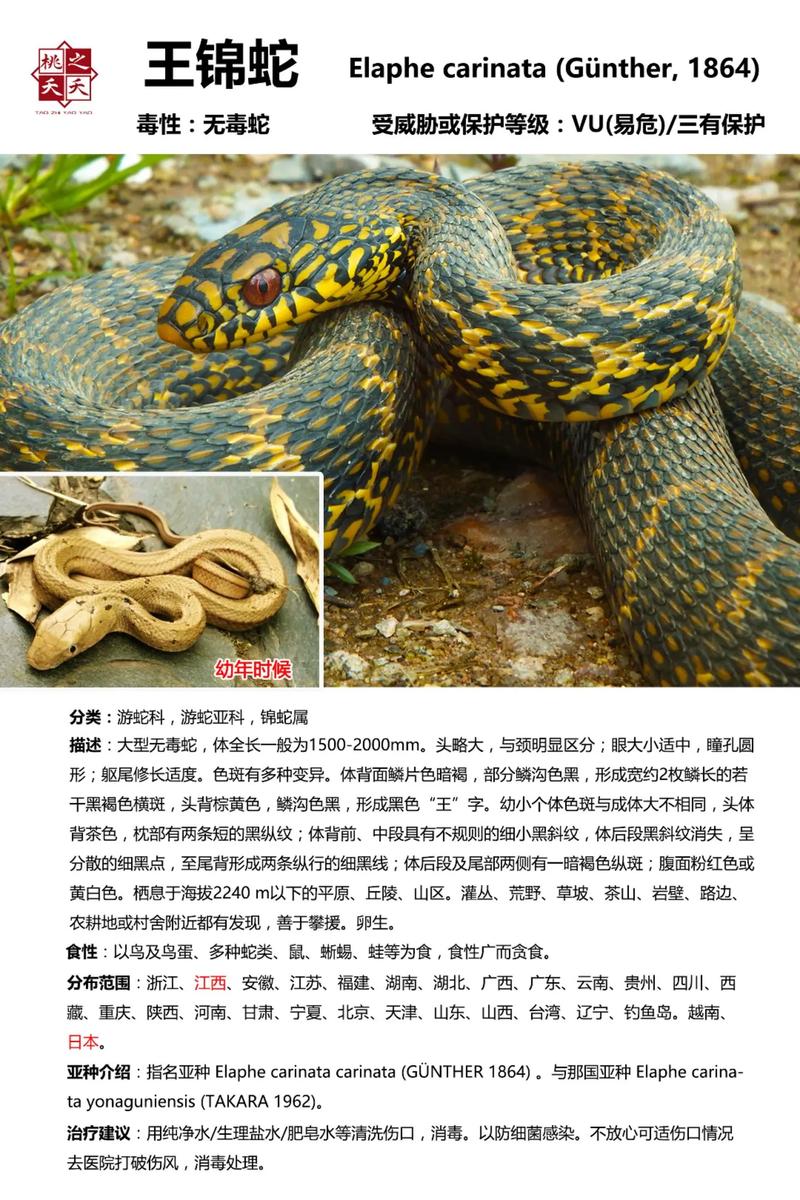 野生蛇和养殖蛇区别，野生蛇养殖合法性因地而异，费用视种类环境而定