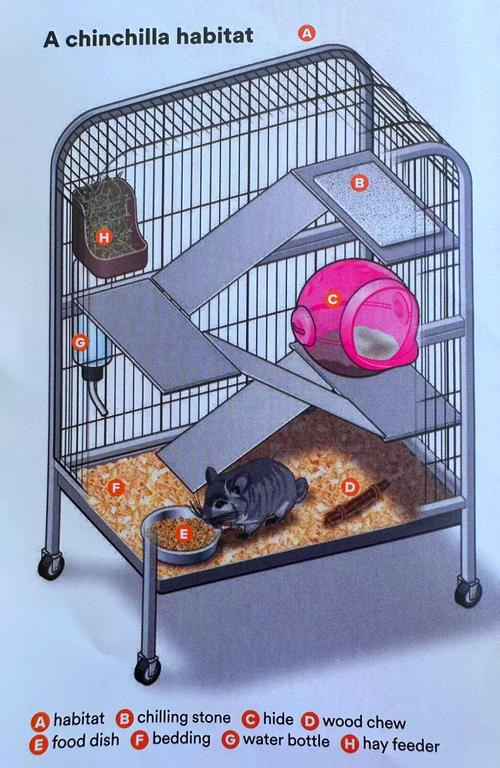 龙猫能养在卧室里吗,龙猫夜行动物,卧室养不好,责任重大! 龙猫能养在卧室里吗,龙猫夜行动物,卧室养不好,责任重大!