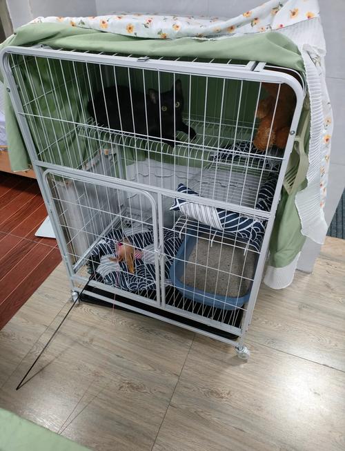 猫一直笼养会怎样，养猫别老关笼子，自由快乐最重要！