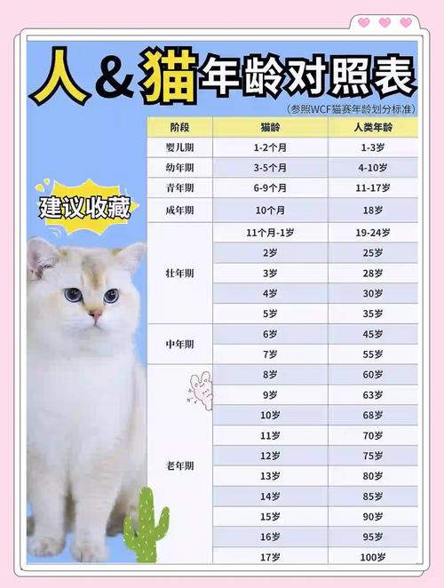 六岁的猫咪有多大年纪，关爱家中六岁老猫，给它更贴心的照顾！