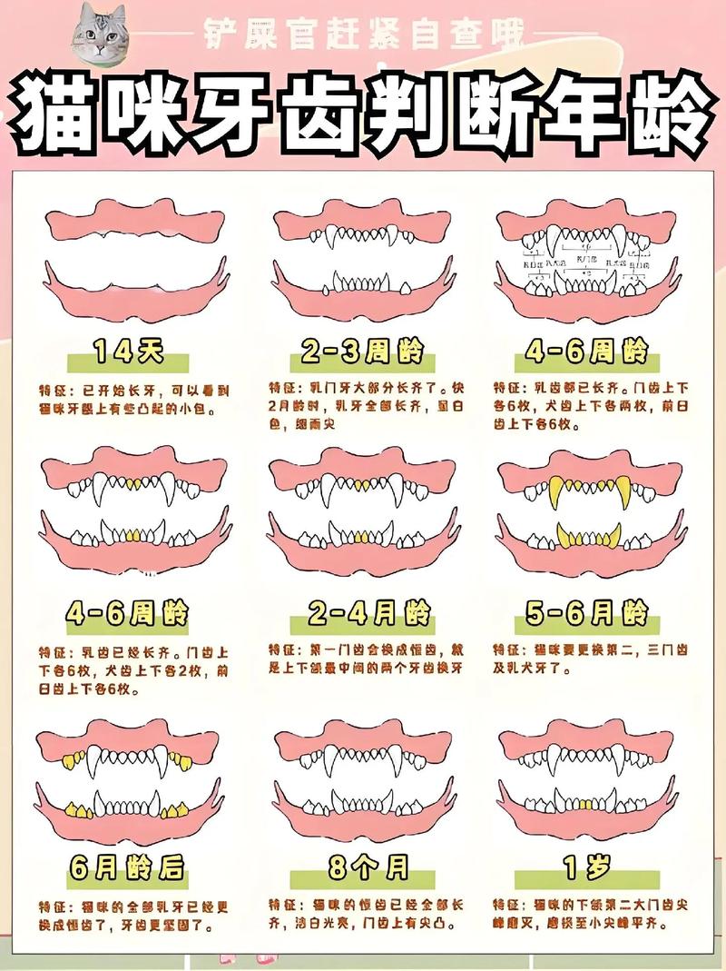 7岁的猫咪算老猫吗，牙齿松怕冷？给它特别关照！
