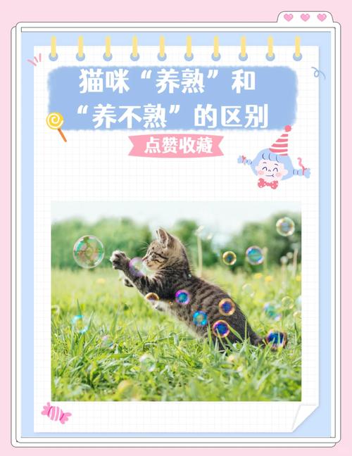 养半年猫养不熟怎么办，新猫不亲近？耐心等，给它空间，慢慢会好的！