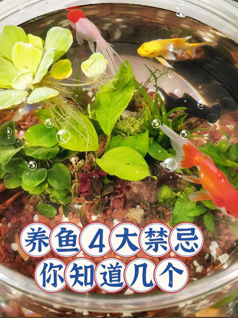 养鱼要准备什么，技术活儿，学知识很重要