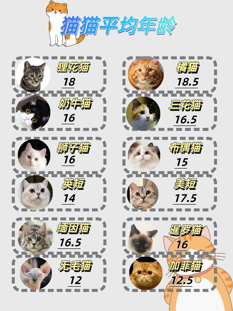 猫的5年半相当于几岁，猫咪5岁半是中年，照顾好它，珍惜时光！