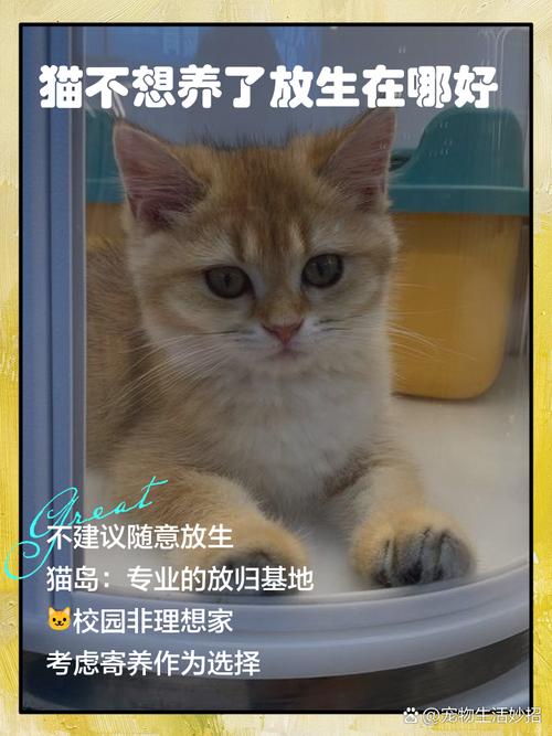 没有能力养小猫了放养可以吗,小猫被不负责任放生,野外生存艰难 没有能力养小猫了放养可以吗,小猫被不负责任放生,野外生存艰难