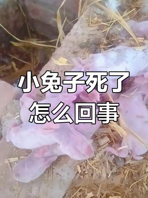 兔子莫名其妙的死掉了，兔子突然没了？可能是病了或意外，主人要细心照顾