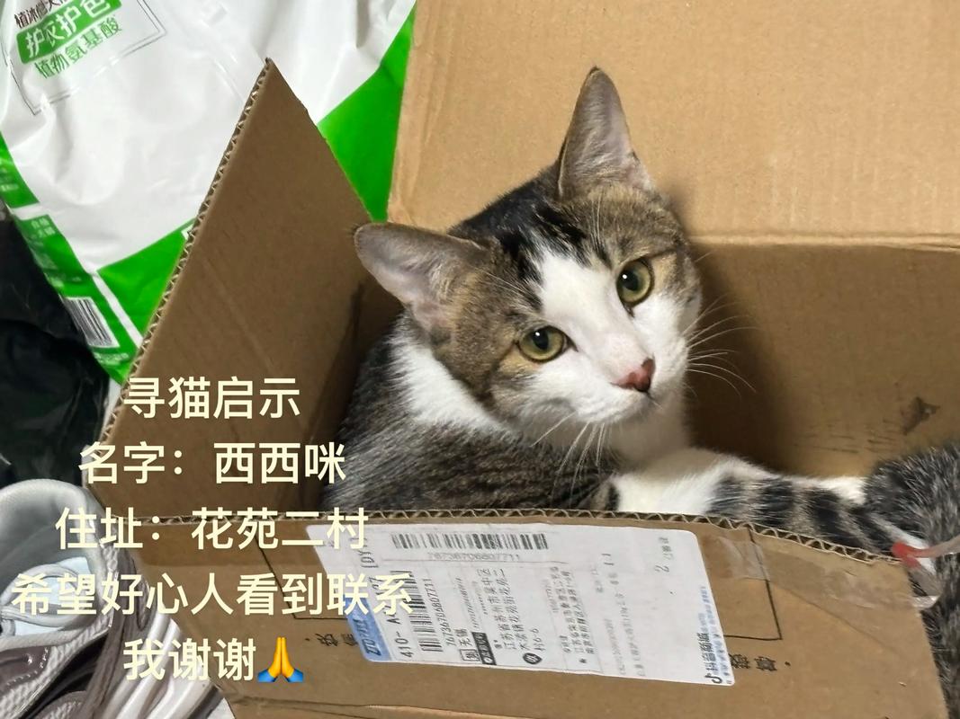猫咪在农村会走丢吗,农村猫抓老鼠是能手,啥都吃不怕冷,人猫情深乐融融 猫咪在农村会走丢吗,农村猫抓老鼠是能手,啥都吃不怕冷,人猫情深乐融融