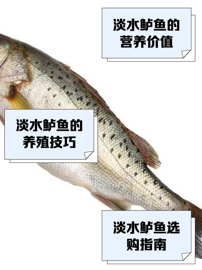 淡水鲈鱼为何尽量少吃，担心鲈鱼不新鲜？试试鲟鱼胖头鱼，更鲜更放心！