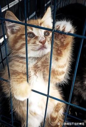 猫晚上要不要关笼子里，猫晚上乱跑吵人怎么办？
