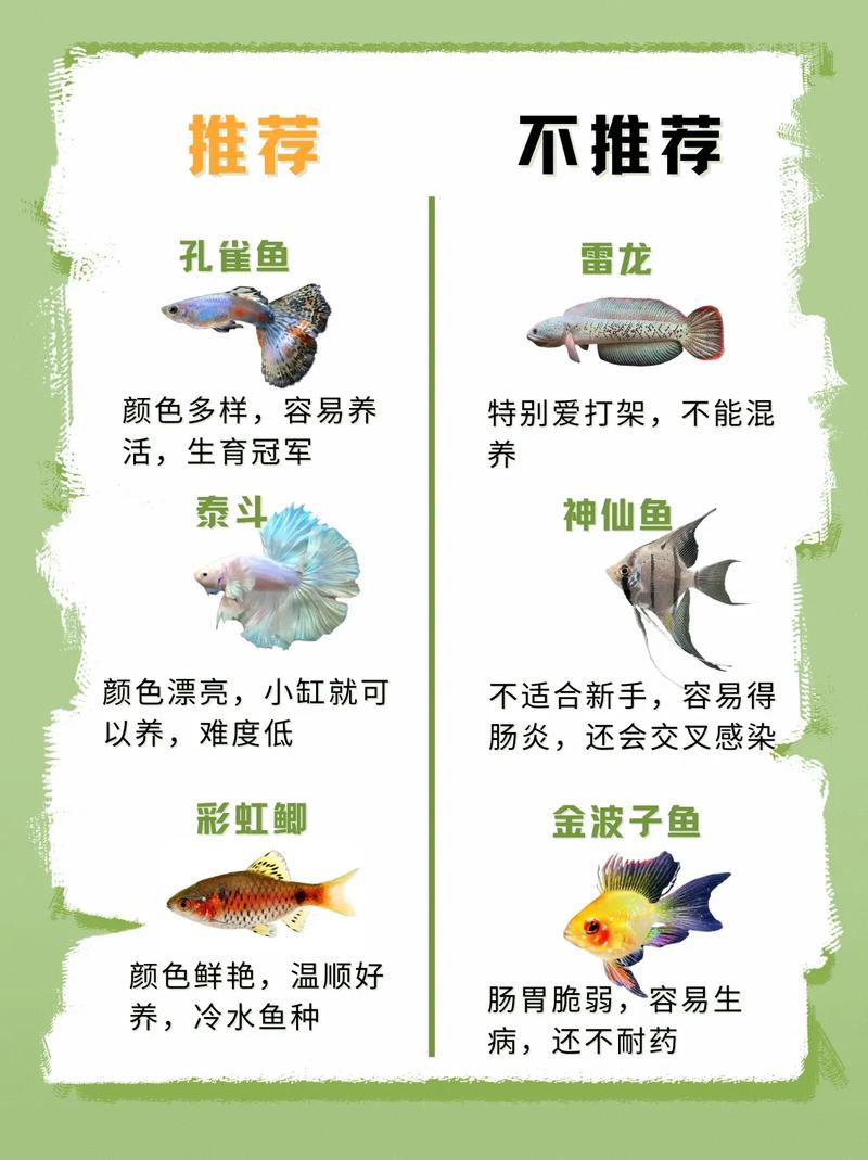 养鱼养6条好还是7条好，6条6六大顺，选对鱼和位置