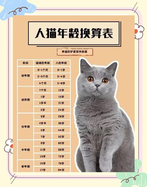 3岁小猫约等于人类多少岁，猫咪3岁正壮年，养成好习惯很重要！