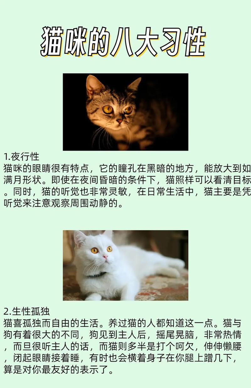 关于猫的科普知识，猫咪口味各异，洗澡不怕怕吹风机