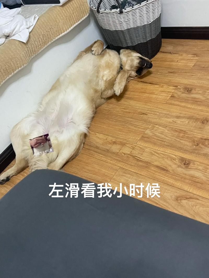 搜狐会员跳过广告看高清狗狗睡觉视频 搜狐会员跳过广告看高清狗狗睡觉视频