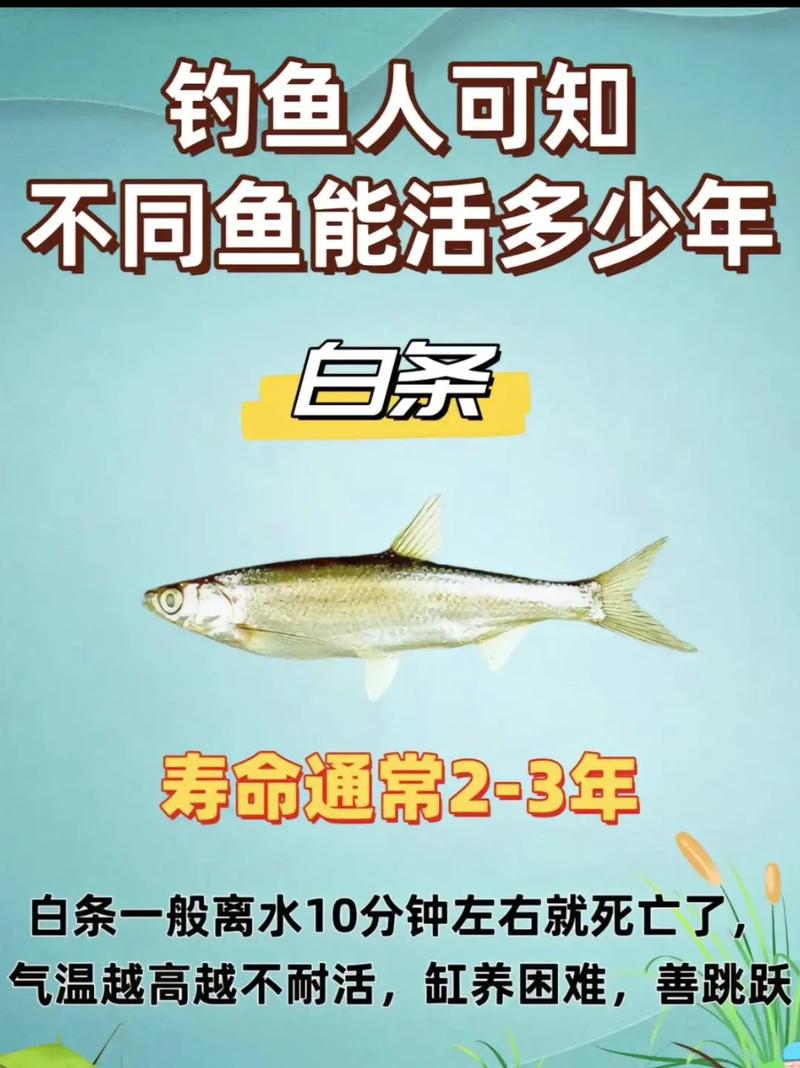 白条鱼能活多少年，白条鱼寿命多久？养的和野生的区别