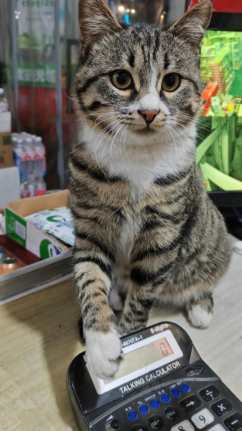公的狸花猫总是叫还蹭人，猫咪发情爱叫爱蹭，多陪伴绝育解决