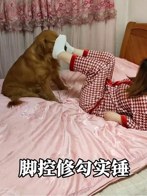 狗狗舔人脚是为什么，狗狗爱舔脚，是表达爱意和增进感情的方式